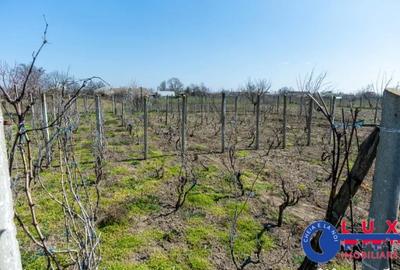 Casă cu 3 camere cu Teren 1461 Mp în Ceamurlia de Jos - 1