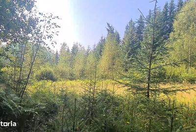 Teren de 6450 mp, în Neagra - 19