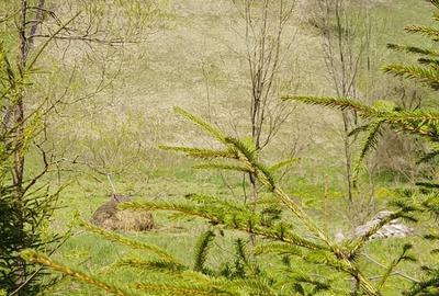 Teren de 1500 mp, în Bicazu Ardelean - 2