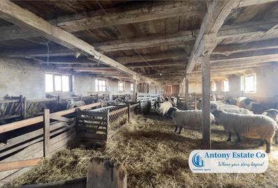 Oportunitate de investitie, Ferma Padurea Galbena - Cehal, Marghita - 12