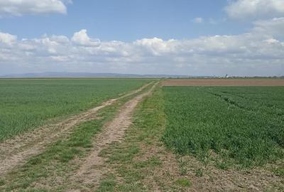 Teren agricol extravilan de 7300 mp, în Chichiș - 3