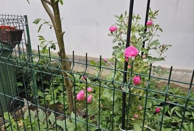 Vand casa 3 camere ARIUSD - 20