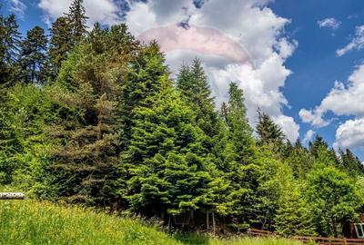 Casă individuală cu 20 camere cu Teren 10330 Mp în Central - 5