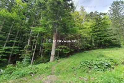 Teren intravilan de vanzare in Sinaia - Zona Furnica - 1