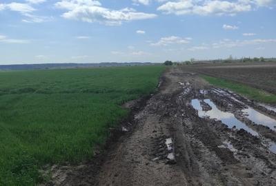 Teren agricol extravilan de 5286 mp, în Crevedia - 1