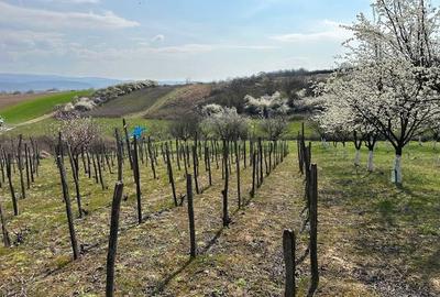 Spațiu comercial, în Păulești - 3