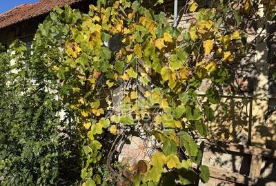 Casa veche in Recas cu teren generos de 1438 mp Casa veche in Recas cu teren generos de 1438 mp - 3