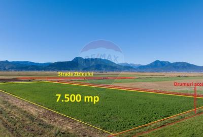 Teren 7,500mp Tarlungeni / Strada Zizinului - 5