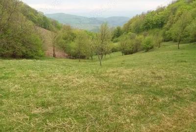 Teren de 27500 mp, în Săcărâmb - 8