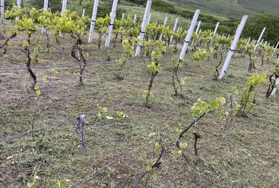 Spațiu comercial, în Drașov - 4