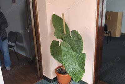 Casă cu Teren 600 Mp în Chețani - 5