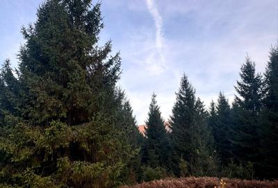 Vanzare 10 ha padure panoramica deasupra Voronetului Suceava - Proiect Turistic - 5