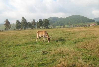 Teren de 13816 mp, în Vama Buzăului - 4