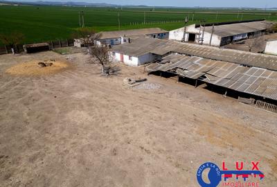 Teren agricol intravilan de 11532 mp, în Mihail Kogălniceanu - 8