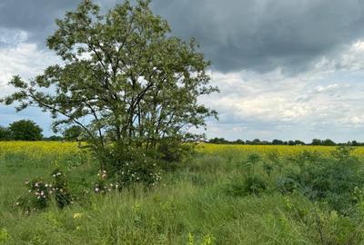 Teren intravilan de 8000 mp, în Adunații-Copăceni - 2