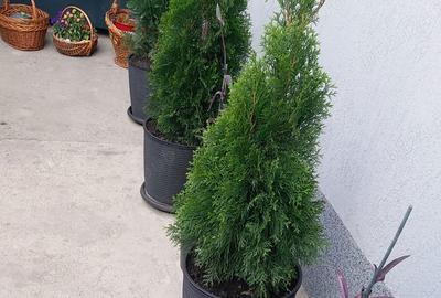 Casă cu 2 camere cu Teren 40 Mp în Pantelimon - 4