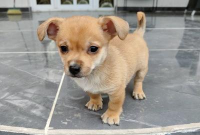 Casă cu 4 camere în Ciritei - 1