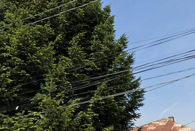 Propun spre vinzare teren 3168m2 Cornetu str.lalelilor deschider 12m lungime 264 - 3