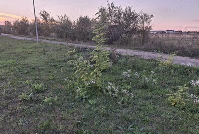 Teren de 457 mp, în Priseaca - 7