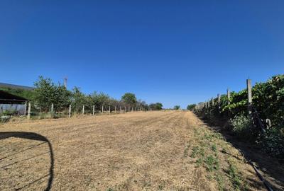 Casa cu teren impresionant in Targu Jiu - 8