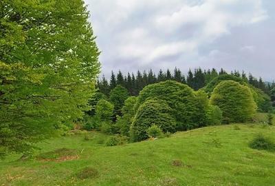 Spațiu comercial, în Mlăceni - 4