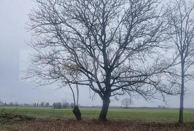 OPORTUNITATE TEREN 0,9 Ha intravilan constructii+extravilan - 14