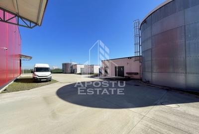 Hala 1200 mp pentru depozitare+rafturi industriale incluse, Dumbravita - 4