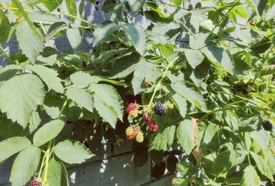 CASA INDIVIDUALA GHIRODA +TEREN 1752 MP - 43