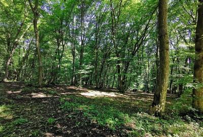 Teren Construcții intravilan de 17243 mp, în Grigorescu - 2