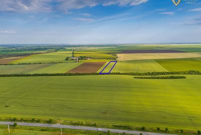 Teren agricol extravilan de 44900 mp, în Aradul Nou - 2