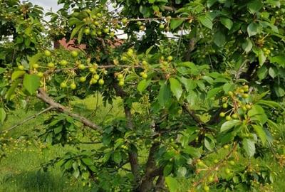 Teren Construcții intravilan de 4648 mp, în Petrești - 5