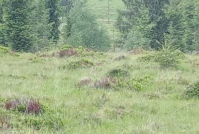 Vanzare Teren – Risca, Comuna Belis - 3