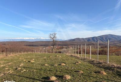 Teren de 809 mp, în Poplaca - 8