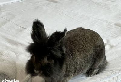 Garsonieră în Tei - 3