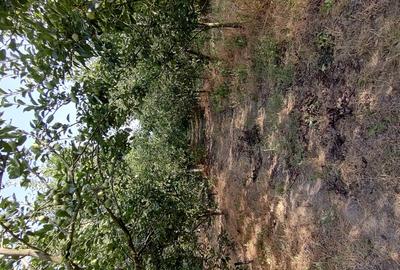 Livada 600pomi de 12 ani,cu casa 2camere,baie ,bucatarie,10000mp - 8