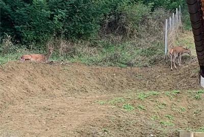 Casă cu Teren 750 Mp în Tăuții de Sus - 2