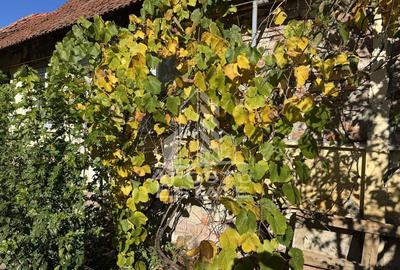 Casa veche in Recas cu teren generos de 1438 mp - 1