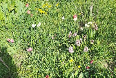 Spațiu comercial, în Palazu Mare - 1