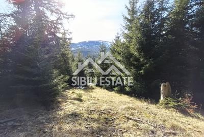 Teren agricol extravilan de 2733 mp, în Pianu de Sus - 3