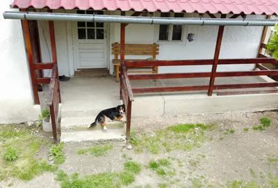 Casa in Co?teiu, teren de 1500 mp, la pret de apartament in Lugoj - 2