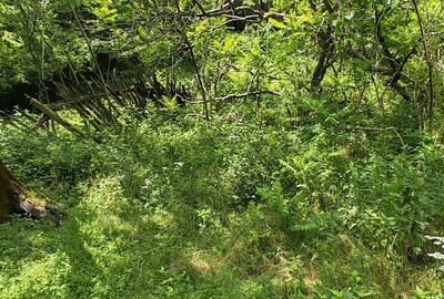 Teren de 16286 mp, în Runcu Mare - 1