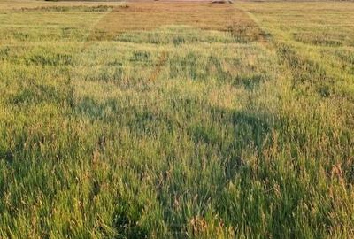 Teren agricol intravilan de 11000 mp, în Frumușeni - 5