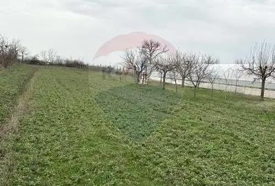 Teren de 1944 mp, în Dărăști-Vlașca - 3