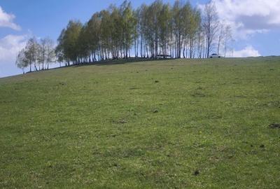 Teren de 9800 mp, în Poșaga - 3