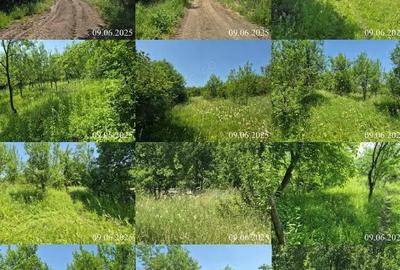 Teren extravilan, loc. Bobohalma, jud. Mures - 4