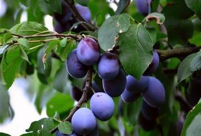 Vila Cristian, mobilata si utilata, gradina, pomi fructiferi, spatii recreere - 7