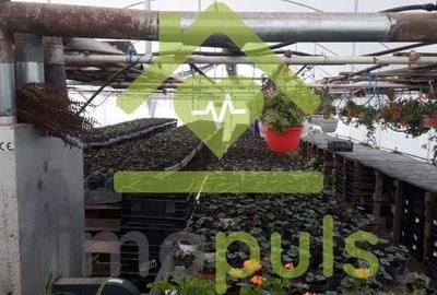 🗺️ Teren intravilan in Jupani (Timis), 10,19 Euro/mp.✨ - 14