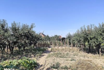 Casă cu 3 camere cu Teren 2826 Mp în Saca - 7