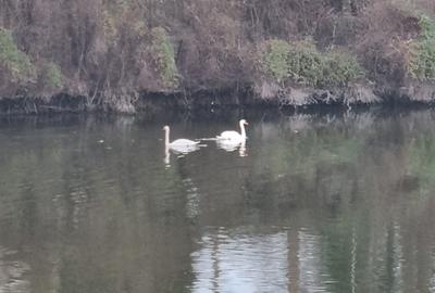 Casă individuală cu 4 camere cu Canalizare în Central - 4