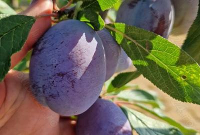 Casă cu 4 camere în Central - 8